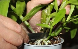 Dendrobium Phalaenopsis karbantartási és reprodukciós (a hibrid tartozó számos) Dendrobium Phalaenopsis gondozása és szaporítása