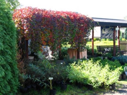 Maiden szőlő, vagy Parthenocissus a kertben, ültetés és gondozás