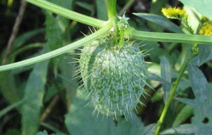 Wild uborka termesztés szabályok és módszerek alkalmazásának