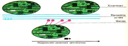 Mozgása citoplazma és organellumok - studopediya