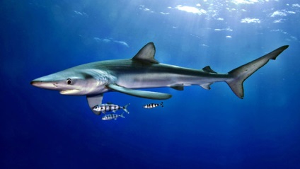 Tedd cápák enni, miért eszik cápák cápák ehet