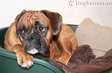 Enterocolitis kutyák tünetei, kezelése