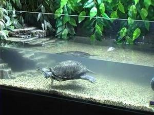 Európai mocsári teknős a természetben, különösen a megjelenését és tartalmát a hazai