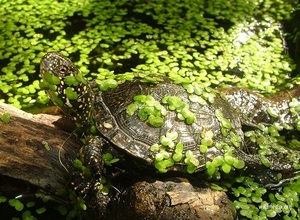 Európai mocsári teknős a természetben, különösen a megjelenését és tartalmát a hazai