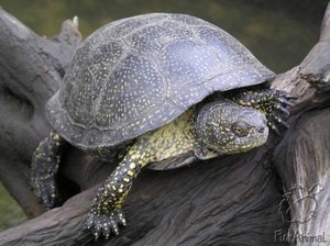 Európai mocsári teknős a természetben, különösen a megjelenését és tartalmát a hazai