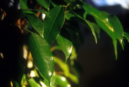 Ficus benjamina transzplantációs otthon, bonsai a kezüket, hogyan kell vágni, hogy milyen (bonsai) Ficus benjamina transzplantációs otthon, bonsai a kezüket, hogyan kell vágni, hogy hogyan