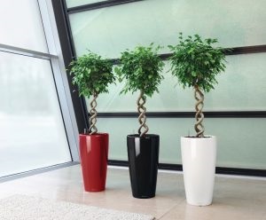 Ficus benjamina transzplantációs otthon, bonsai a kezüket, hogyan kell vágni, hogy milyen (otthon) Ficus benjamina transzplantációs otthon, bonsai a kezüket, hogyan kell vágni, hogy hogyan