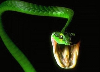 Fóbia félelem a kígyóktól (ofidiofobiya)