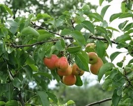 A formáció a korona gyümölcsfák, mint körte vágott tavasszal és ősszel (képződés) A formáció a korona gyümölcsfák, mint körte vágott tavasszal és ősszel