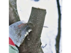 A formáció a korona gyümölcsfák, mint körte vágott tavasszal és ősszel (különösen a tavaszi metszés körte) A formáció a korona gyümölcsfák, mint körte vágott tavasszal és ősszel