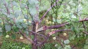 A formáció a korona gyümölcsfák, mint körte vágott tavasszal és ősszel (képződés) A formáció a korona gyümölcsfák, mint körte vágott tavasszal és ősszel