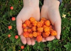 Amennyiben növekszik szedernek (cloudberry) Amennyiben növekszik cloudberry