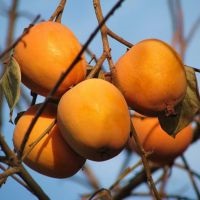Ahol növekszik persimmons Magyarországon
