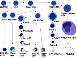 Hematopoetikus őssejtek - egy