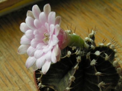 Gymnocalycium - tippeket gondoskodó és szaporodásra greenhome