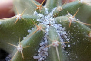Gymnocalycium otthoni gondozást, a fajta kaktusz (Mihanovichi, japán) és a fotók