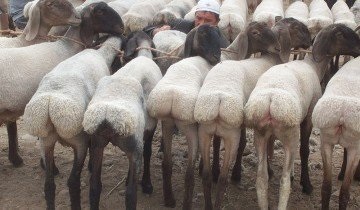 Hissar juh fajták, mint például a kilátásba nyereséges üzletfejlesztés (juh) Hissar juhfajta, mint a lehetőséget egy jövedelmező üzlet