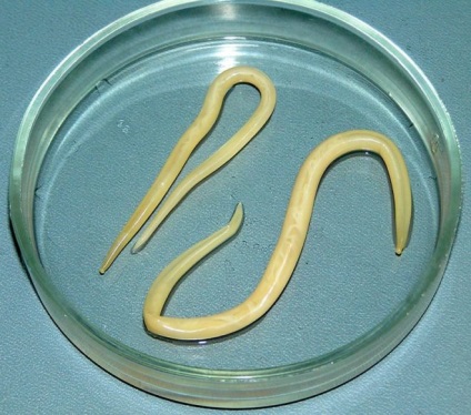 Worms sertésekben, tünetek és gyógyszeres kezelés és a hagyományos módszerek