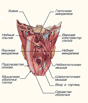 Garat és a gége, hangszalagok és a hang, a gége felépítése és működése (hang) Garat és a gége, hangszalagok és a hang, a gége felépítése és működése