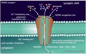 Glutaminsav receptorok és az agy mnda-