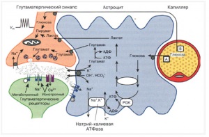 Glutaminsav receptorok és az agy mnda-