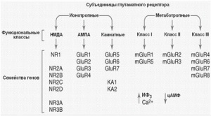 Glutaminsav receptorok és az agy mnda-