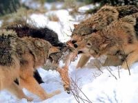 Wolf Voice mp3 dal hangja üvöltő farkas szürke farkas hallgatni (canis lupus) online ingyenesen letölthető (farkas) Wolf Voice mp3 dal hangja üvöltő farkas szürke farkas hallgatni (canis lupus) ingyen letölthető online