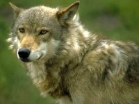 Wolf Voice mp3 dal hangja üvöltő farkas szürke farkas hallgatni (canis lupus) ingyenesen letölthető az online (dal) Wolf Voice mp3 dal hangja üvöltő farkas szürke farkas hallgatni (canis lupus) ingyen letölthető online