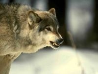 Wolf Voice mp3 dal hangja üvöltő farkas szürke farkas hallgatni (canis lupus) ingyenesen letölthető az online (canis) Wolf Voice mp3 dal hangja üvöltő farkas szürke farkas hallgatni (canis lupus) ingyen letölthető online