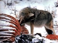Wolf Voice mp3 dal hangja üvöltő farkas szürke farkas hallgatni (canis lupus) ingyenesen letölthető az online (dal) Wolf Voice mp3 dal hangja üvöltő farkas szürke farkas hallgatni (canis lupus) ingyen letölthető online