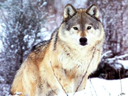 Wolf Voice mp3 dal hangja üvöltő farkas szürke farkas hallgatni (canis lupus) online ingyenesen letölthető (farkas) Wolf Voice mp3 dal hangja üvöltő farkas szürke farkas hallgatni (canis lupus) ingyen letölthető online
