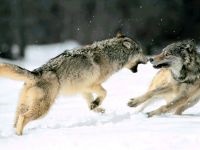 Wolf Voice mp3 dal hangja üvöltő farkas szürke farkas hallgatni (canis lupus) online ingyenesen letölthető (farkas) Wolf Voice mp3 dal hangja üvöltő farkas szürke farkas hallgatni (canis lupus) ingyen letölthető online