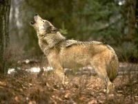 Wolf Voice mp3 dal hangja üvöltő farkas szürke farkas hallgatni (canis lupus) online ingyenesen letölthető (farkas) Wolf Voice mp3 dal hangja üvöltő farkas szürke farkas hallgatni (canis lupus) ingyen letölthető online