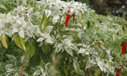 Csípős paprika a legjobb fajták termesztésére beltéri környezetben