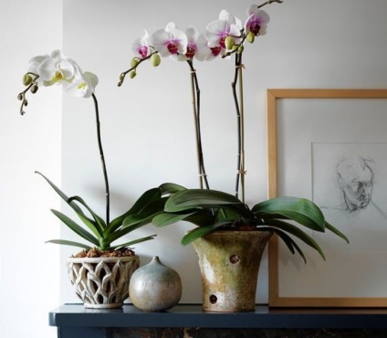 Talaj az orchideák phalaenopsis általános követelményeket, néhány a talaj, hogyan kell elkészíteni a talajt a