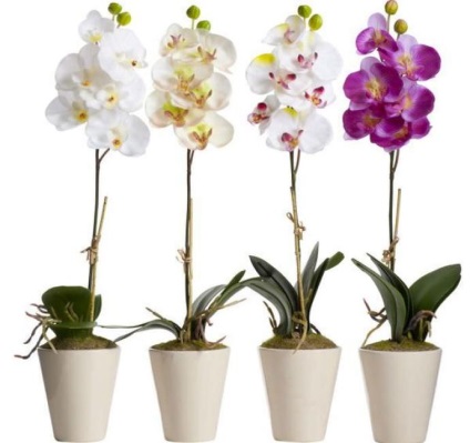 Talaj az orchideák phalaenopsis általános követelményeket, néhány a talaj, hogyan kell elkészíteni a talajt a