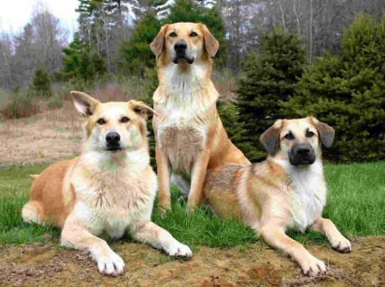 Veszélyeztetett fajtájú kutyák - egy rövid leírást a kőzetek