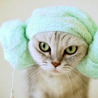 Milyen gyakran lehet fürödni macskák