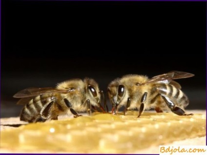 Hogyan kell kezelni aspergillosis méhek vagy fészekalja kő, méh-betegség