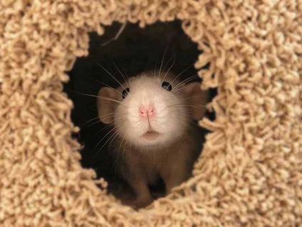 Hogyan gondoskodik a ház dekorációs patkány élete kelbimbó