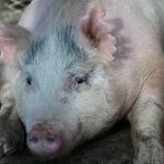Mi volt az első klónozott állat, GMO felülvizsgálat () Mi volt az első klónozott állat, GMO felülvizsgálat