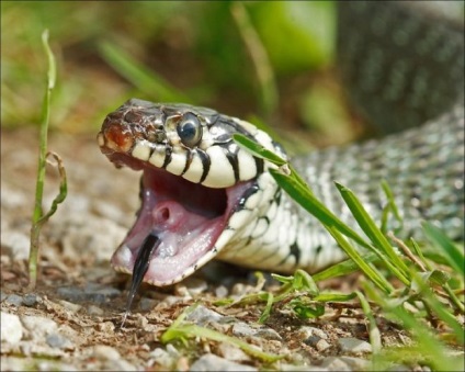 Hogyan mozog a kígyó