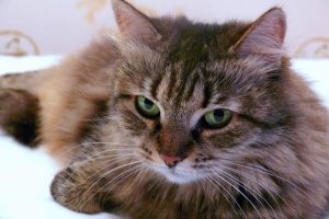 Hogyan lehet túlélni a halált a macska pszichológiai tanácsadás, macskaféle asszisztens