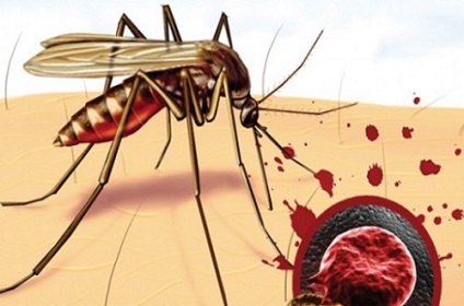 Milyen a reprodukció a malária parazita az emberi vérben