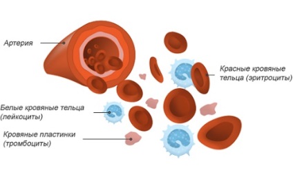 Milyen a reprodukció a malária parazita az emberi vérben