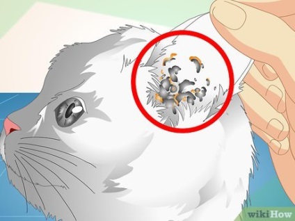 Hogyan lehet ellenőrizni, hogy a macska füle atkák