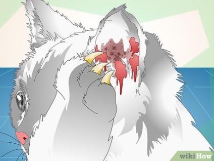 Hogyan lehet ellenőrizni, hogy a macska füle atkák