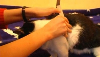 Hogyan lehet ruhát a macska egyedül - tiszta macska - bútorok és ruhák háziállatoknak - macska tiszta