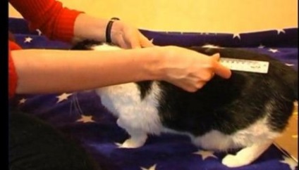 Hogyan lehet ruhát a macska egyedül - tiszta macska - bútorok és ruhák háziállatoknak - macska tiszta