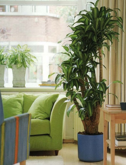 Hogyan díszíteni a nappali festmények és növények - fotó - tervezési és építési